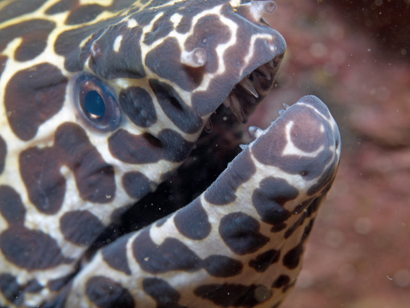 Honeycomb moray eel